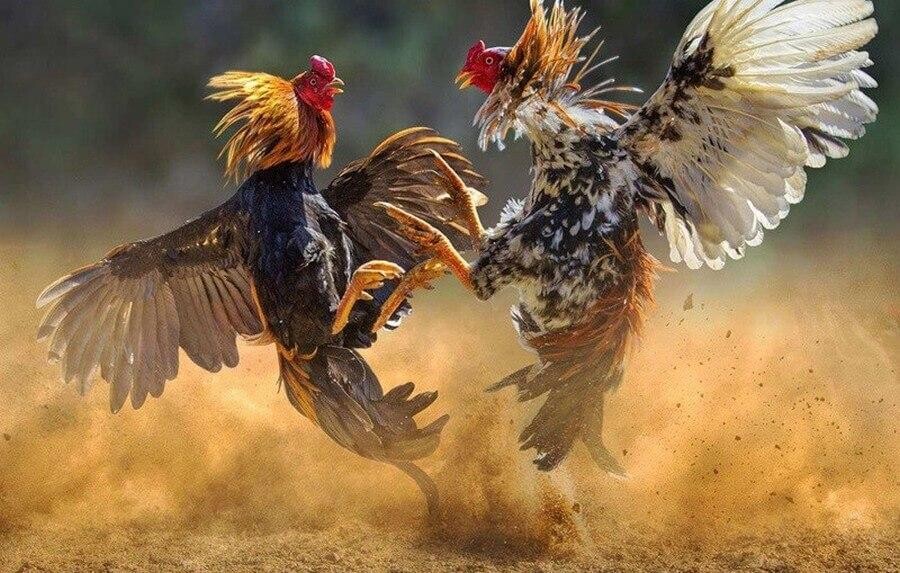 Đá gà 88 – kênh giải trí cá cược đá gà hàng đầu tại Việt Nam 6 Đa dạng các trận đá gà trong và ngoài nước