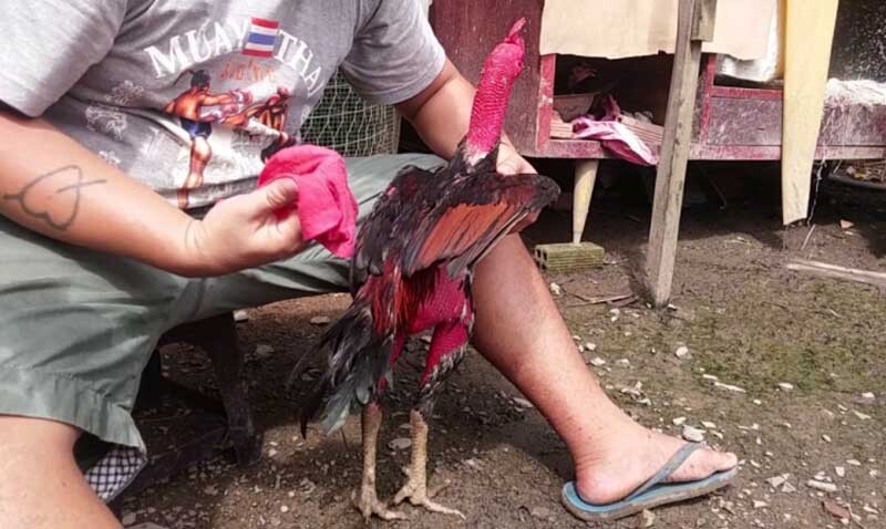 Giới thiệu top 5 giống gà đá đẹp nhất Việt Nam 9 Cách chăm sóc top 5 giống gà đá đẹp nhất Việt Nam để trở thành thần kê