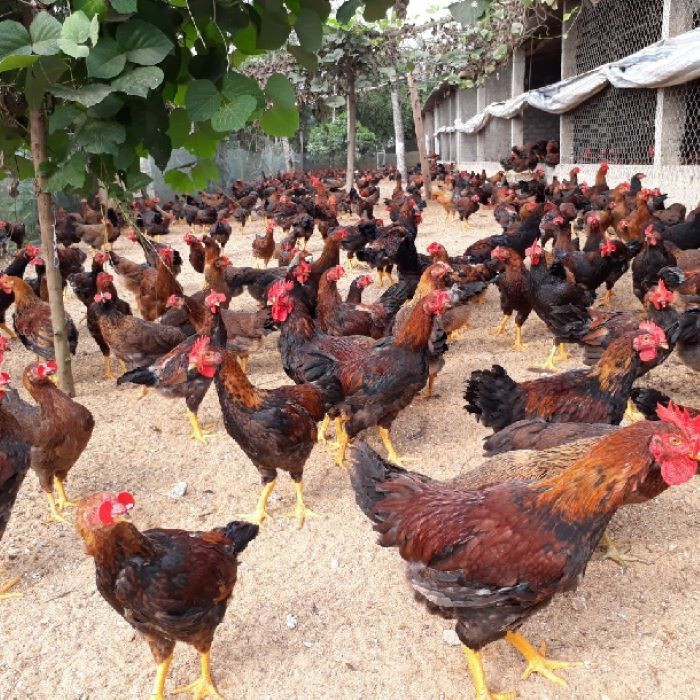 Gà lai chọi sọc – Tìm hiểu thông tin về giống gà lai chọi sọc 7 Cách để phòng bệnh trong quá trình nuôi gà lai chọi sọc