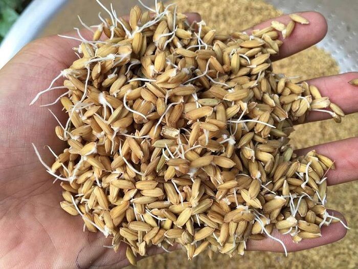 Hướng dẫn cách nuôi gà chọi khỏe và săn chắc 6 Cách nuôi gà chọi sao cho hiệu quả nhất?