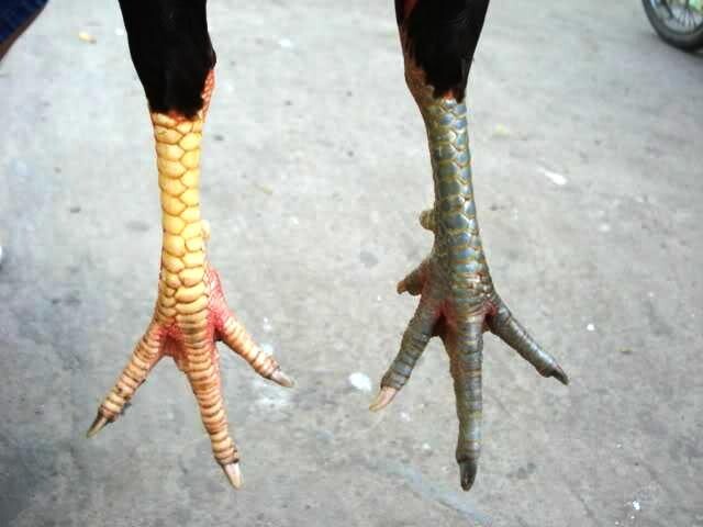 Hướng dẫn cách xem chân gà chọi hay nhất 8 Cần đánh giá nhiều bộ phận của chân gà