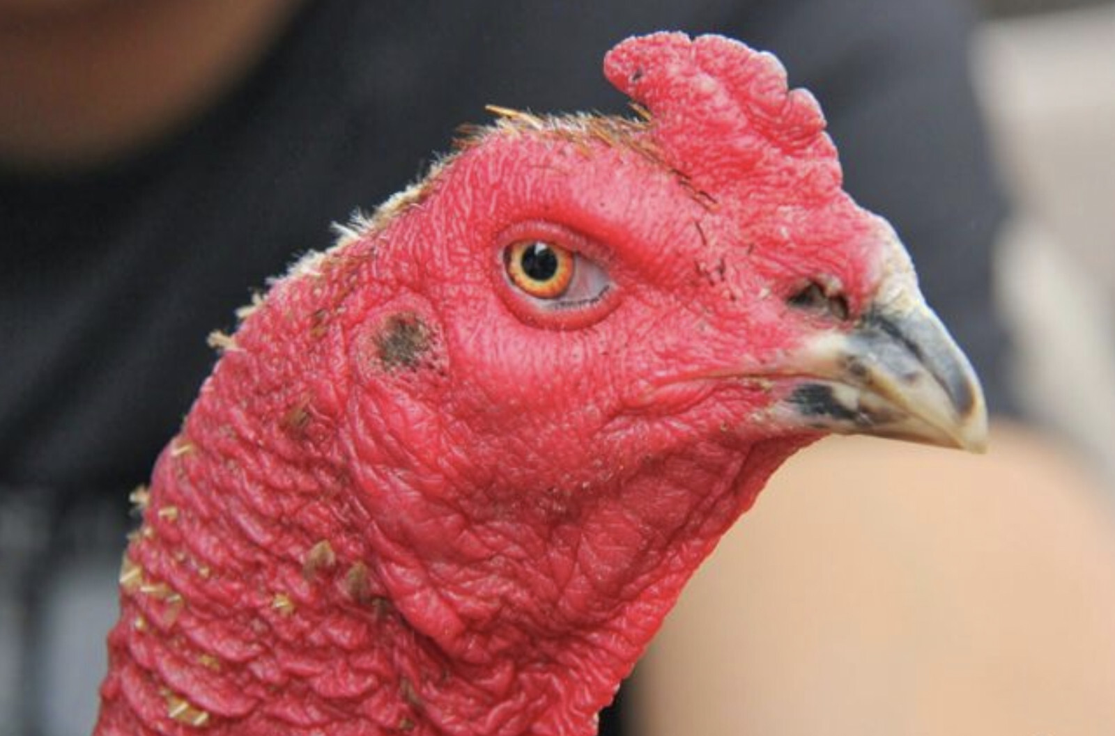 Chợ tốt gà đá Cần Thơ - Kinh nghiệm chọn mua gà chọi 6 Chọn gà chọi đá hay từ Chợ Tốt gà đá Cần Thơ thông qua mỏ gà