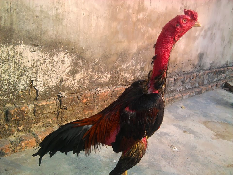 Chợ tốt gà đá Cần Thơ - Kinh nghiệm chọn mua gà chọi 11 Chọn gà chọi tốt từ Chợ Tốt gà đá Cần Thơ thông qua hình dáng đuôi