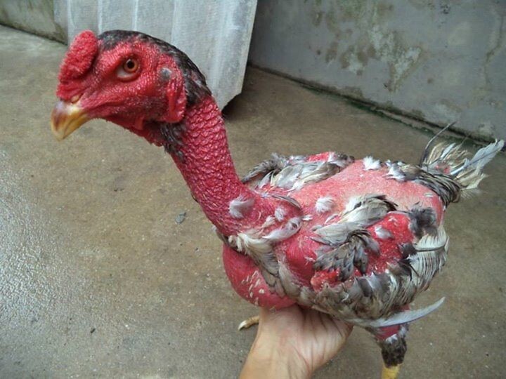 Gà chọi đẹp và đá hay - Hướng dẫn cách đánh giá 9 Có khá nhiều giống gà chọi đẹp hiện nay