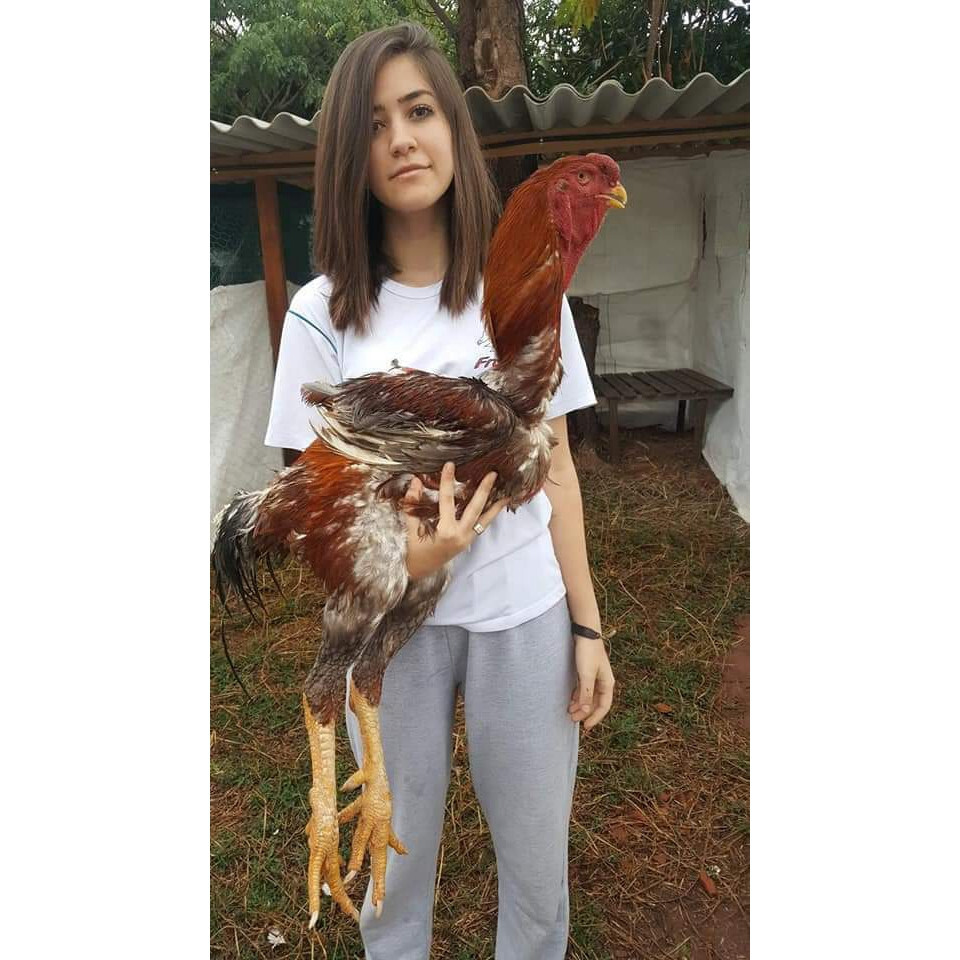 Tìm hiểu thông tin giống gà Nam Mỹ - giống gà đá hay nhất hiện nay 7 Một số bí quyết chọn được giống gà Nam Mỹ chất lượng nhất