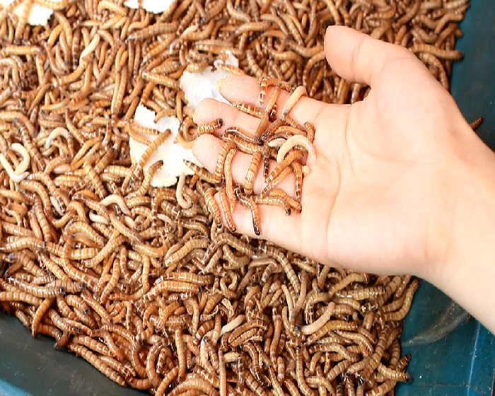 Hướng dẫn cách nuôi gà chọi khỏe và săn chắc 7 Nên bổ sung thêm các thực phẩm khác để bổ sung thêm dưỡng chất