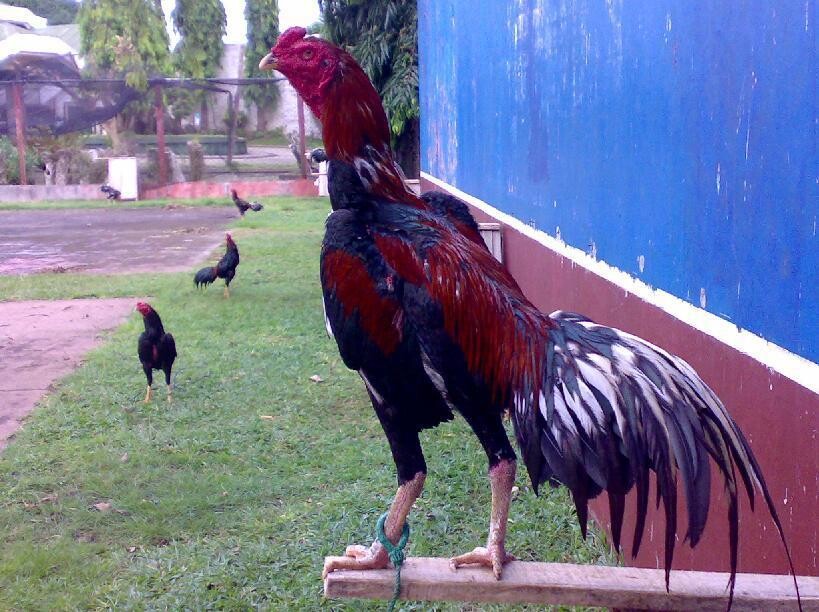 Hướng dẫn cách chọn gà đá chợ tốt hay nhất mà bạn nên biết 6 Việc chọn giống gà ban đầu là vô cùng quan trọng và cần thiết