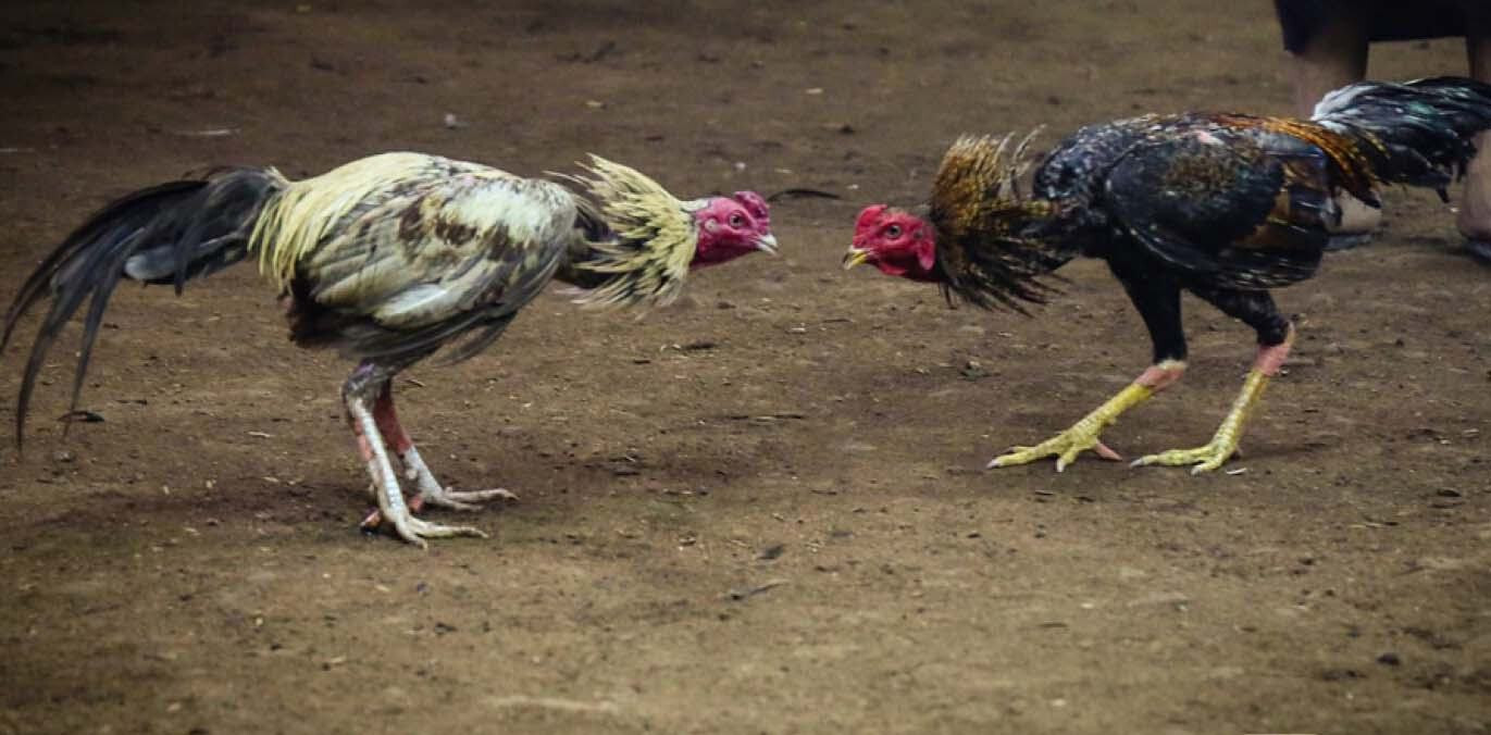 Màu mạng gà đá và những thông tin liên quan 7 Xem màu mạng gà đá là rất cần thiết