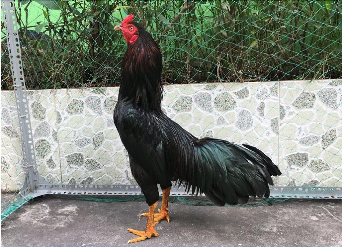 Tìm hiểu về gà chân lông vảy loạn - Có nên nuôi không? 9 Cần dựa vào nhiều yếu tố để xác định nên nuôi hay không?