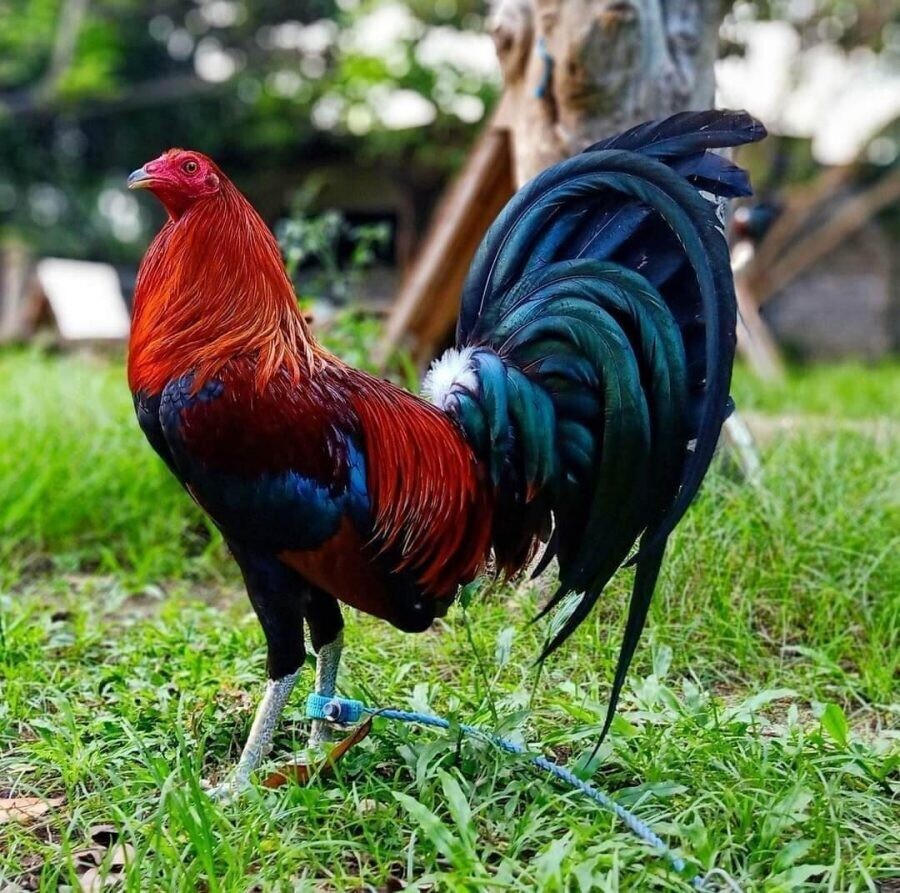 Chạng gà là gì? Hướng dẫn tính chạng gà chuẩn xác 6 Chạng gà là gì?