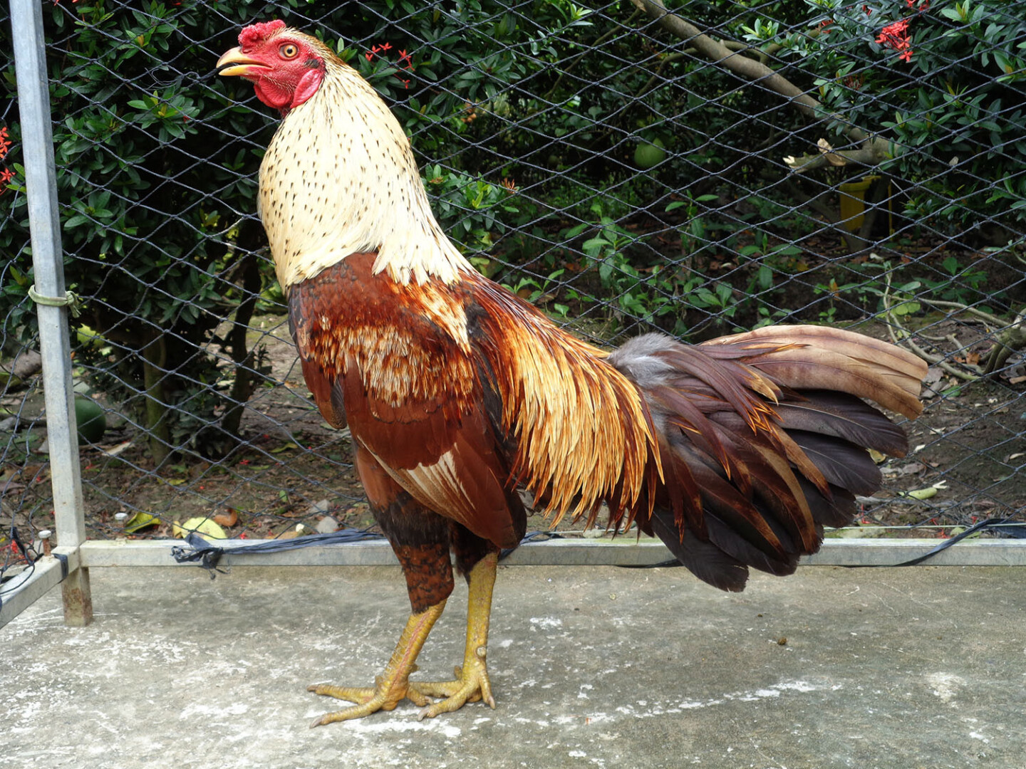 Chợ Tốt gà đá Bến Tre - Tổng hợp thông tin mới nhất 5 Chợ Tốt gà đá Bến Tre là gì? Tổng quan về Chợ Tốt gà đá Bến Tre