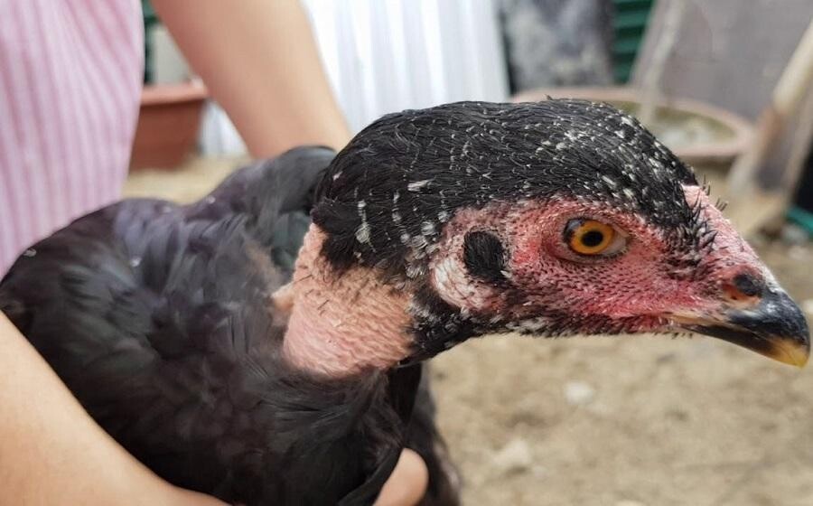 Gà chọi nòi là gì? - Giống gà tiêu biểu 3 miền 5 Gà chọi nòi là gì?