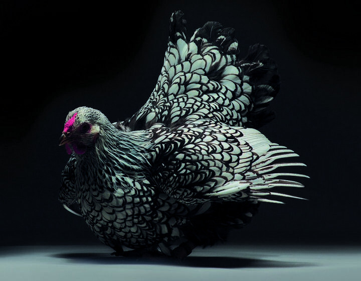 Danh sách 33 loại gà thần kê quý hiếm có thể bạn chưa biết 9 Gà chọi sáu cựa thần kê nổi bật trong danh sách 33 loại gà thần kê