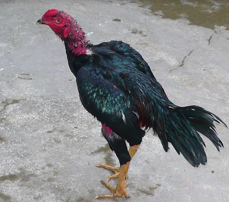 Gà chọi nòi là gì? - Giống gà tiêu biểu 3 miền 7 Gà đá cựa có tính sát phạt cao, chơi thiên về ăn thua