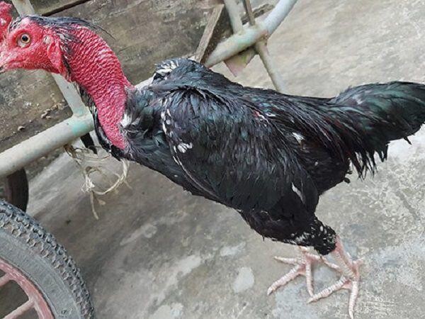 Gà ô chân trắng là gì? Có nên nuôi hay không? 5 Gà ô chân trắng là gì?