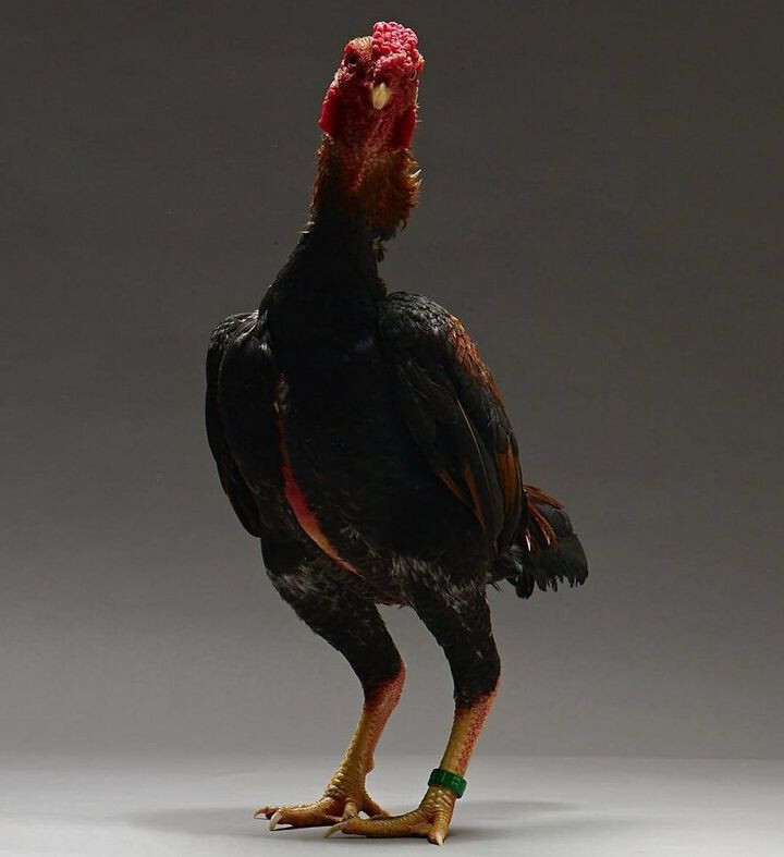 Danh sách 33 loại gà thần kê quý hiếm có thể bạn chưa biết 8 Hắc thiết thần kê – một loại thần kê với bộ lông đen ấn tượng