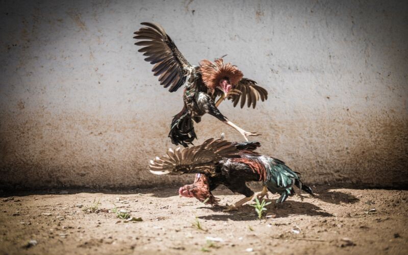 Gà đá ăn 8 là gì? - Bật mí tất tần tật chi tiết 7 Học ngay về hình thức cược đá đồng ở sới gà