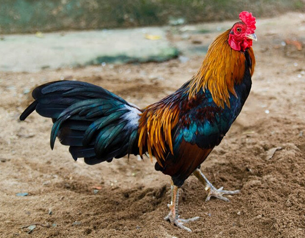 Gà đá Kiên Giang - Một số mẹo hay khi lựa chọn mua chiến kê 6 Tìm hiểu sơ lược về gà đá Kiên Giang