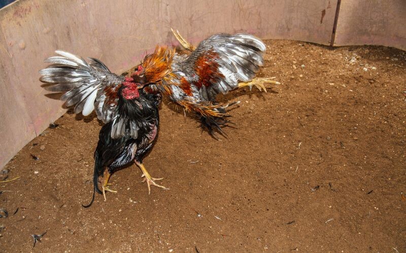 Gà đá ăn 8 là gì? - Bật mí tất tần tật chi tiết 9 Mách nước một số kinh nghiệm ăn tiền cho anh em tham khảo ngay