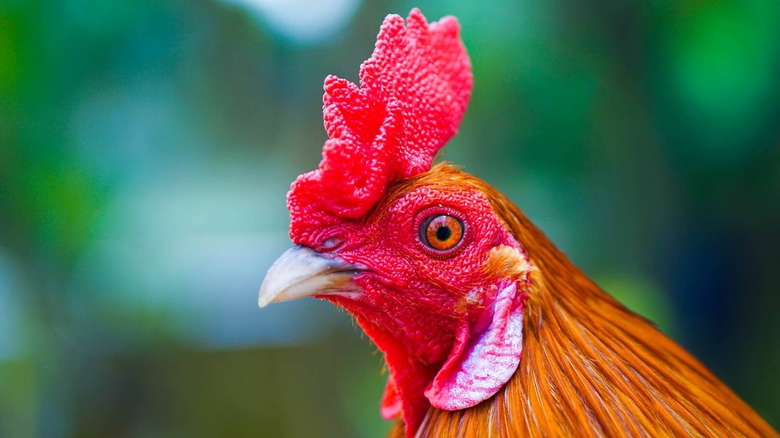 Cách xem mắt gà chọi lì mà các sư kê nên biết 5 Mắt gà là một yếu tố quan trọng giúp các sư kê chọn gà