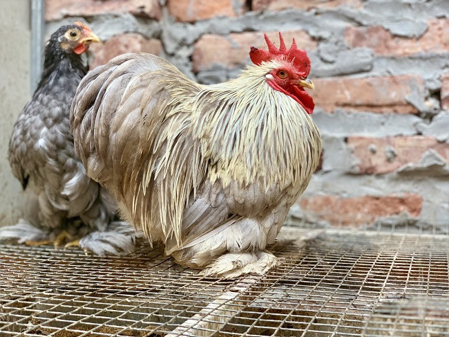 Gà Bắc Kinh – Thông tin giống gà quý hiếm trên thế giới 6 Một số đặc điểm nổi bật nhất của giống gà Bắc Kinh