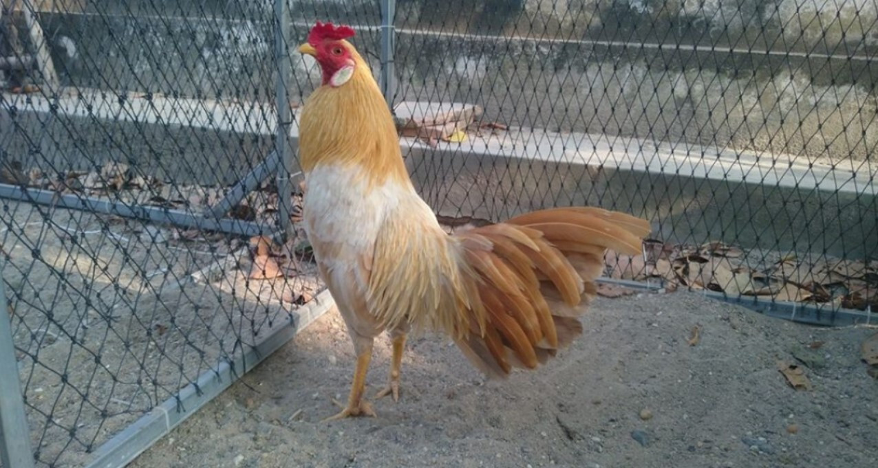 Gà khét là gì? Tìm hiểu giống gà khét bách chiến bách thắng 4 Một số dòng gà khét phổ biến hiện nay