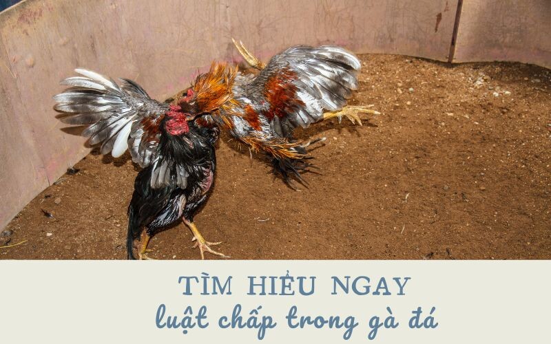 Học ngay những luật chấp trong gà đá cùng chuyên gia 6 Tìm hiểu một số điều cơ bản về luật chấp trong gà đá
