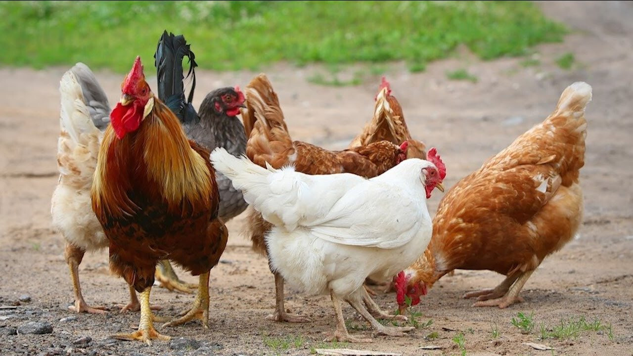 Gà Lương Phượng – Thông tin và cách nuôi gà Lương Phượng 8 Yêu cầu kỹ thuật về chuồng trại cần chú ý trong quá trình nuôi gà Lương Phượng