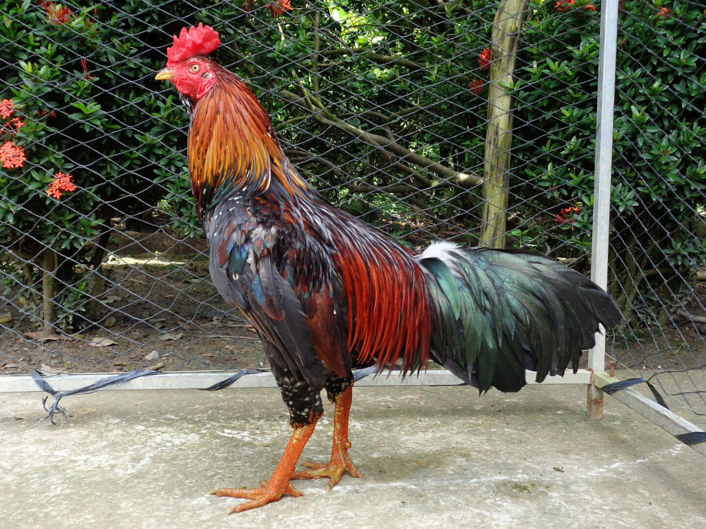 Chợ tốt gà đá quận 8 - Lý do nên mua gà chọi tại đây 7 Các sư kê nên nắm được cách chọn mua gà trước khi mua gà đá tại chợ tốt