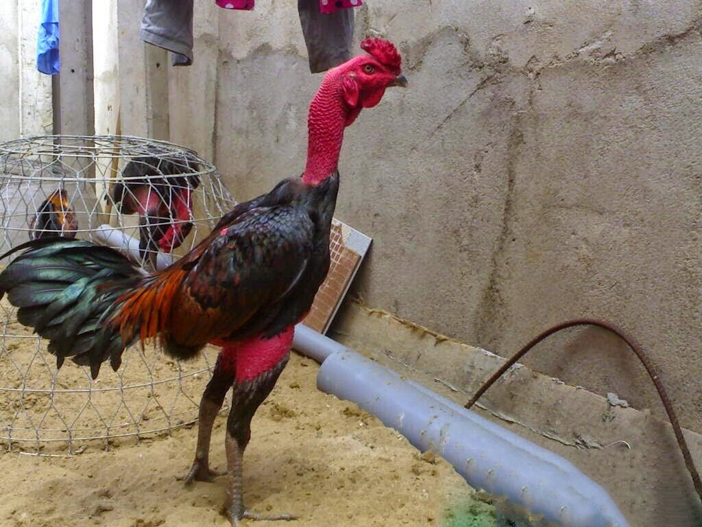 Nguyên nhân và cách chăm sóc gà đá thiếu cân đúng cách 5 Có rất nhiều nguyên nhân khiến gà đá bị thiếu cân