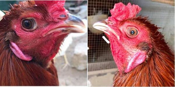 Các loại gà linh kê thần kê siêu hiếu chiến, quý hiếm 12 Gà lưỡng nhãn