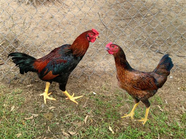 Gà Kiến là gì? Tìm hiểu thông tin chi tiết nhất về giống gà Kiến 6 Giới thiệu tổng quan về giống gà Kiến - một giống gà nội địa Việt Nam