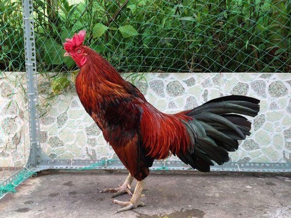 Hôm nay đá gà màu gì ngon và chuẩn xác 100% mới nhất 4 Hôm nay đá gà màu gì ngon nhất