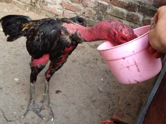 "Có nên cho gà chọi uống nước đường?” - Giải đáp chi tiết 8 Hướng dẫn cho gà đá uống nước đường chính xác nhất