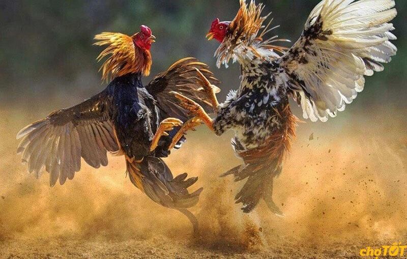 Tổng hợp thông tin chợ tốt gà đá quận 12 bạn chưa biết 4 Hướng dẫn mua gà đá tại chợ tốt gà đá quận 12