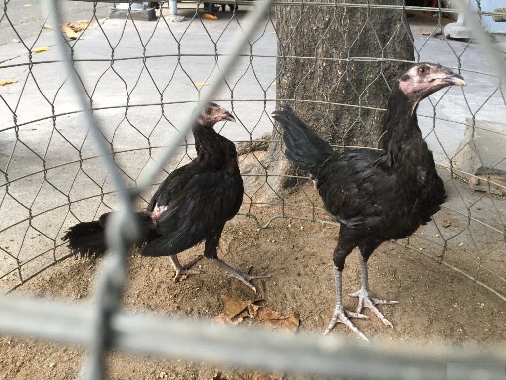 Gà Jap là gà gì? Những điều thú vị về giống gà Jap 6 Khái quát những điểm nổi bật giống gà Jap