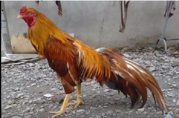 Chợ tốt gà đá Hóc Môn – Địa chỉ mua bán gà đá chất lượng 6 Kinh nghiệm chọn gà chiến tốt từ chợ tốt gà đá Hóc Môn