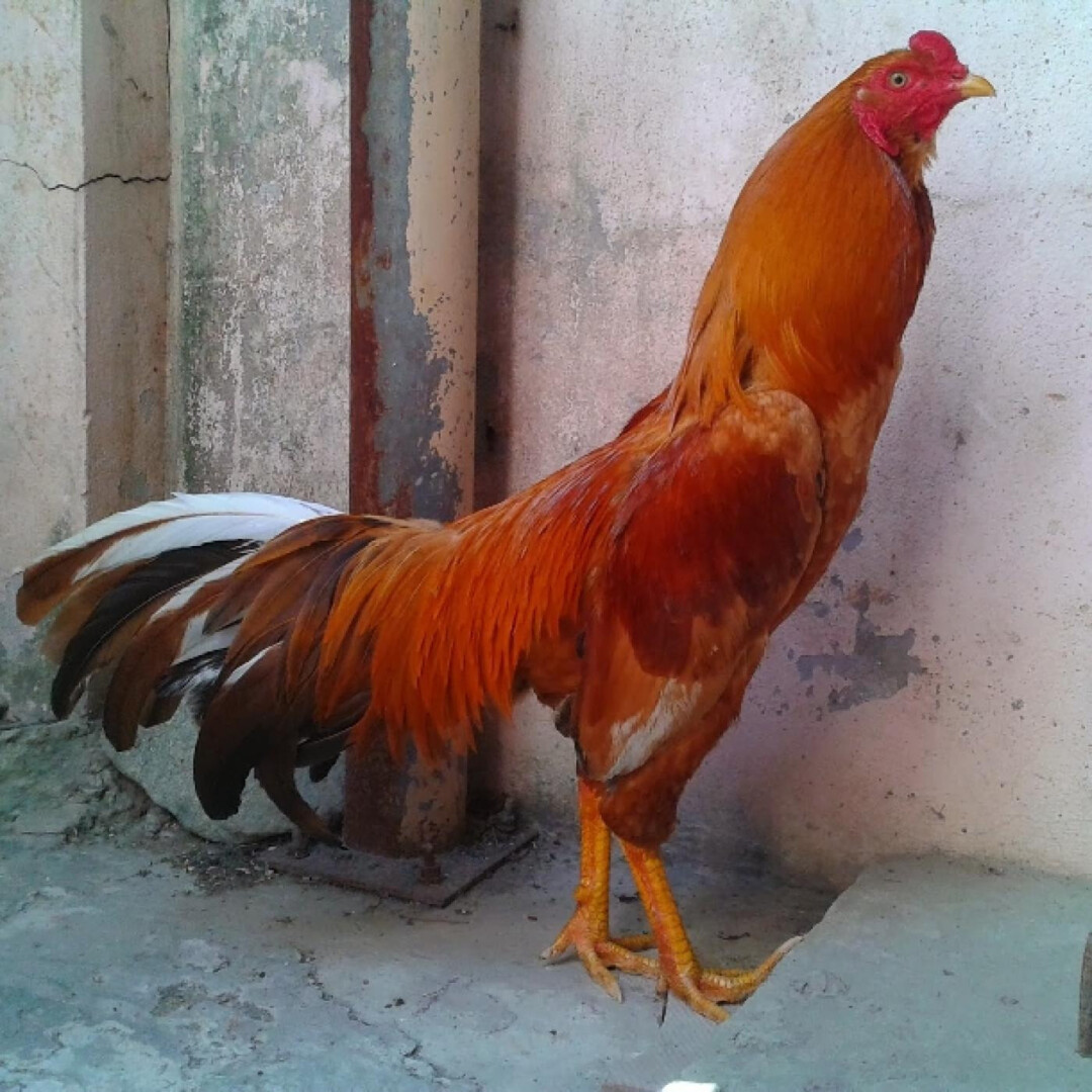 Cách lên cựa gà tre chuẩn xác nhất từ chuyên gia 6 Lên cựa gà tre là gì?