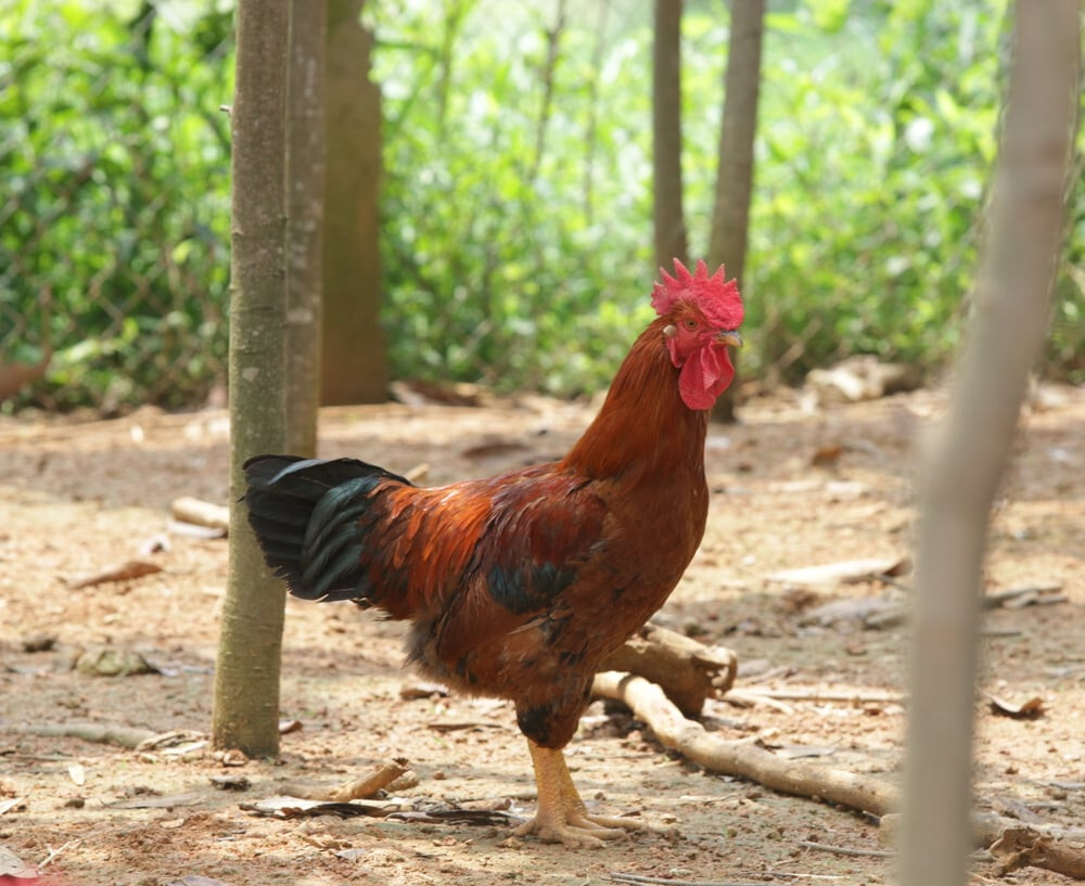 Gà Kiến là gì? Tìm hiểu thông tin chi tiết nhất về giống gà Kiến 8 Một số ưu điểm nổi bật của giống gà Kiến