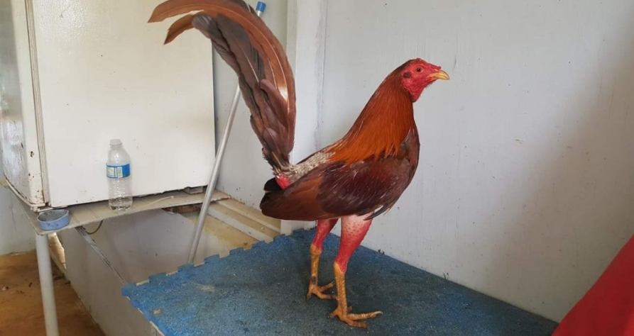 Gà Cuban là gì? Thông tin chi tiết nhất về giống gà Cuban 5 Một số ưu điểm nổi bật & nhược điểm của gà Cuban