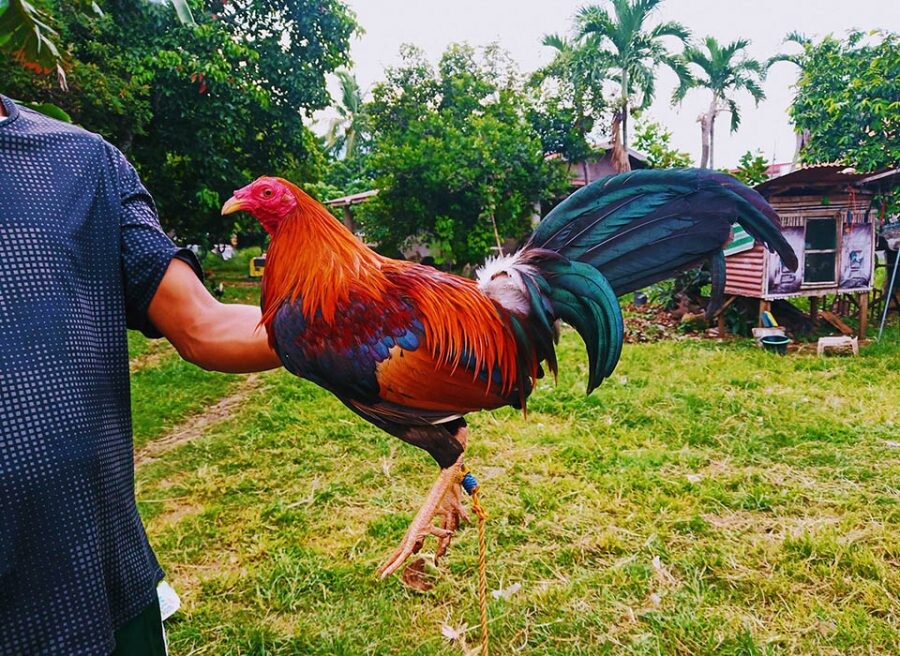 Chợ tốt gà đá quận 8 - Lý do nên mua gà chọi tại đây 4 Người mua có thể có được con gà chọi theo đúng ý của mình