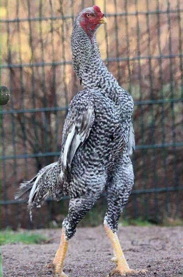 Tổng hợp thông tin về gà Shamo Nhật Bản từ A - Z 6 Nguồn gốc của giống gà Shamo bạn nên biết