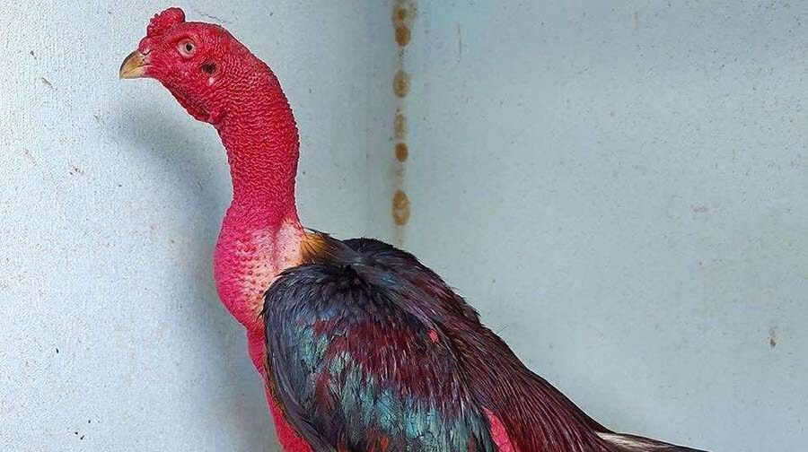 Tìm hiểu cách om gà chọi hiệu quả nhất hiện nay 8 Om gà chọi giúp da gà đỏ và đẹp hơn