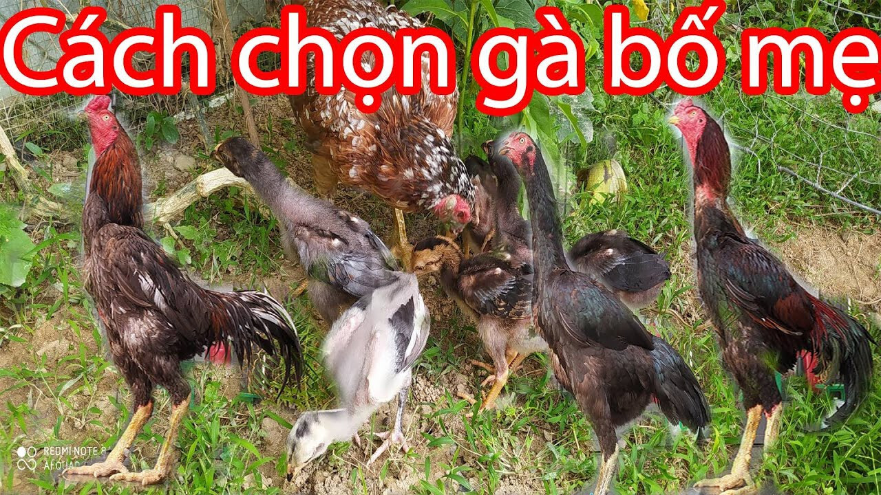 Chia sẻ cách ghép gà trống mái chuẩn kỹ thuật nhất hiện nay 7 Quy tắc khi chọn giống gà bố mẹ mà sư kê nên biết