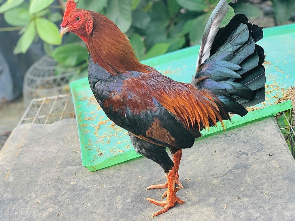 Gà Cuban là gì? Thông tin chi tiết nhất về giống gà Cuban 7 Tổng hợp một số những đặc điểm nổi bật của giống gà Cuban