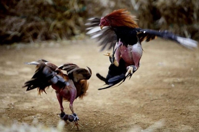 Dòng gà đá mu lưng là gì? Liệu đây có phải dòng gà đỉnh cao 6 Bị đá vào mu lưng gà rất nhanh bị hạ gục