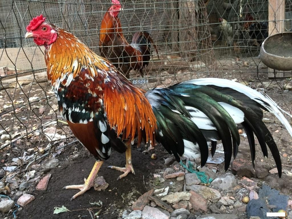 Cách chọn gà đá hay chắc chắn nhiều anh em sư kê chưa biết 9 Cách chọn gà đá hay thông qua lối đá