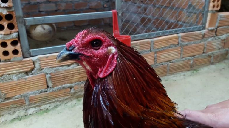 Có nên chọn gà chọi mắt ếch hay không? 5 Có nên chọn gà chọi mắt ếch khi thi đấu hay không?