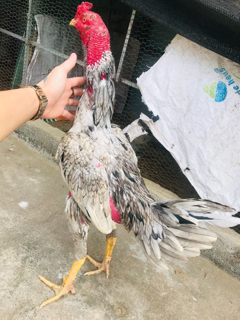 Hướng dẫn xem lông gà chọi đá hay như thế nào chuẩn? 7 Gà xám
