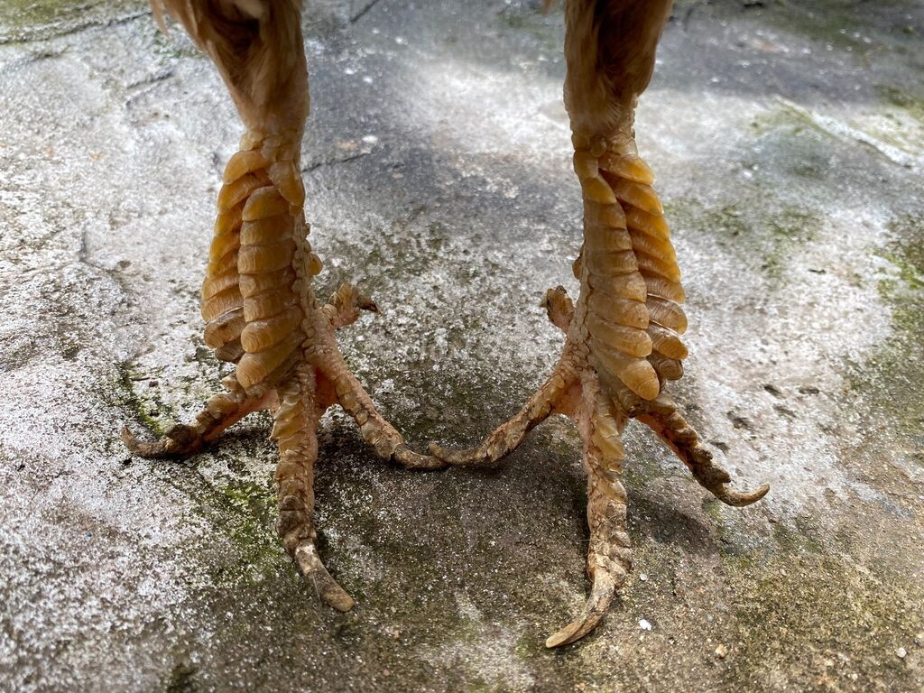 Top 8 vảy gà chọi thần kê đá hay cực chuẩn 6 Hãy nắm chắc cấu tạo của chân gà để giúp việc nhìn vảy đúng nhất